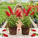 2 Red Buddleia Live Plants, 5-9" Butterfly Bush for Outdoor Gardens