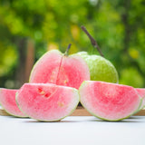 Pink Guava Fruit Tree Live Plant, Guava Fruit Plant, 4-6 Inch Tall