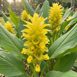 2 Yellow Ginger Live Plants, Ornamental Flowering Ginger Plant for Indoor Outdoor, Colorful Blooming Gingers 4-6 Inches