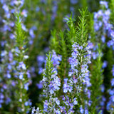 3 Rosemary Live Plants, Rosemary Plant, Live Starter Plant, 4-6 Inch Tall