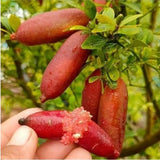 Red Finger Lime Live Tree, 1-2 Ft Tall, 3 Gallon Pot for Growing