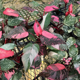 Pink Philodendron Live Plant 4-6 Inches, Easy Care Indoor Houseplant for Home and Office, Tropical Foliage Philodendron