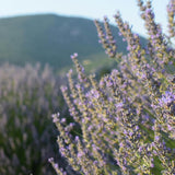 2 Provence Lavender Live Plants, Well-Rooted Perennial Plant, 4-6 Inch Tall