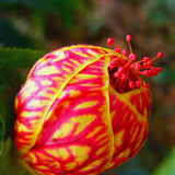 2 Orange Abutilon Live Plants, Flowering Plug, 5-7 Inch Tall