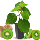 Hardy Kiwi Live Plant, Edible Berry Vine Plant, 4-6 Inch Tall