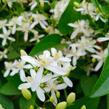 White Star Jasmine Live Plant, 10 Inch Tall, 3 Inch Pot