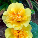 4 Double Yellow Hibiscus Live Plants, Hibiscus Flower, Patio Container Plant, 4-8 Inch Tall