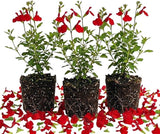 3 Red Sage Live Plants, 5 Inch Tall