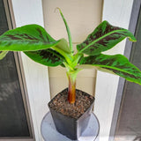 Zebrina Banana Tree Live Plant, Home Garden Plant, 4-6 Inch Tall