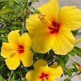 Pack 2 Bright Yellow Hibiscus Plant Live 3-6" Tall