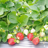 2 Red Live Strawberry Plants, Berry Fruit Plant, 2-3 Inch Tall, 3 Inch Pot