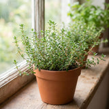 2 Thyme Live Plants, Outdoor Garden Plant, 4-6 Inch Tall