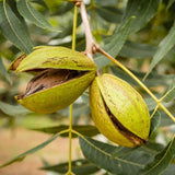 2 Pecan Trees, Starter Plant, 1-2 Ft Tall
