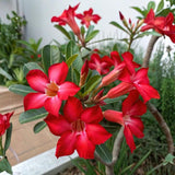Red Desert Rose Live Plant 4-7 Inches, Colorful Adenium Obesum Succulent Plants for Indoor Outdoor, Hardy, Ready to Grow