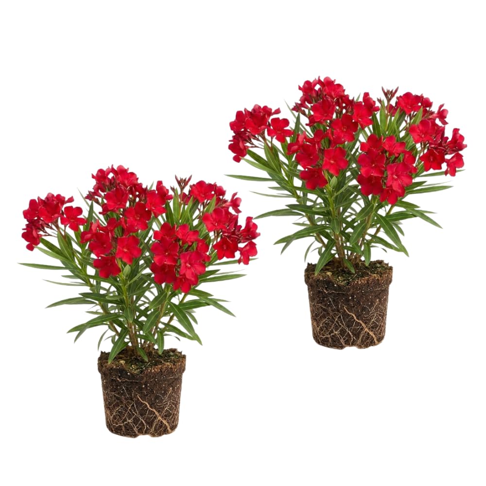 Set 2 Red Oleander Plants Live, Oleander Plant, 4-6 Inc Tall