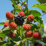 2 Navaho Thornless Blackberries Plant Live, Sweet Fruit, 4-7 Inch Tall