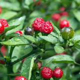 Red Chiltepin Pepper Plants Live, 4-7 Inch Tall, 4 Inch Pot