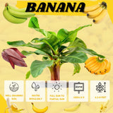 Dwarf Cavendish Banana Tree Live Plant, Home Garden Plant, 4-6 Inch Tall
