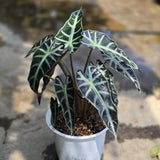 Green Alocasia Live Plant, Outdoor Garden Plant, 2-4 Inch Tall