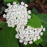 2 White Milkweed Live Plants, Asclepias Tuberosa Plant 4–6" Tall