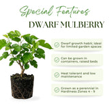 Dwarf Mulberry Tree Plant Live, Fruit Tree Plant, 4-6 Inch Tall