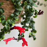 Aeschynanthus Curly Lipstick Live Plant, 8-10 Inch Tall, 3.5 Inch Pot