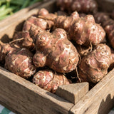8 Oz Sunchoke Tubers, Sunchoke Roots for Planting