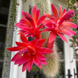 Monkey Tail Cactus Live Plant, 3-5 Inch Tall, 2 Inch Pot