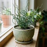 Live Corkscrew Rush Spiralis Plant, Hardy Garden Plant, 4 Inch Pot