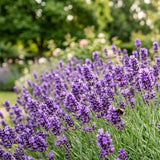 Lavender Provence Plant, Lavender Herb Plant, 4-9 Inch Tall, 3.5 Inch Pot