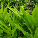4 Yellow Live Turmeric Plants, Herb Plant, 4-7 Inch Tall