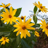 2 Lb Jerusalem Artichoke Live Tubers, Sunchoke Bulbs