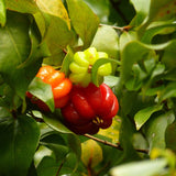 Surinam Cherry Tree Live Plant, Hardy Garden Plant, 4-7 Inch Tall