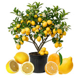 Meyer Lemon Tree Live Plant, Citrus Fruit Plant, 2 Ft Tall, 1 Gallon Pot