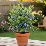 2 Elliott Blueberry Plants Live, Home Garden Plant, 4-7 Inch Tall