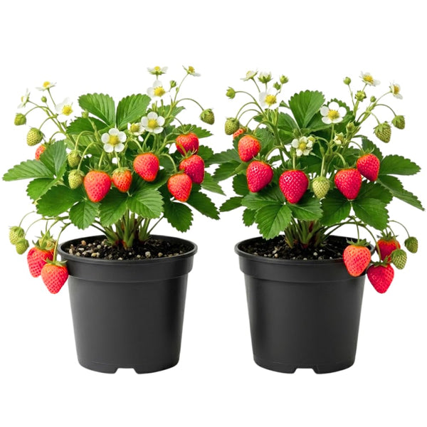 2 Red Strawberry Plants Live, Berry Plant, 2-3 Inch Tall, 3 Inch Pot
