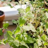 Set 3 Greek Oregano Live Plant 4-6" Tall