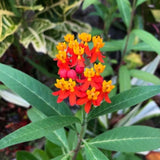 2 Yellow Red Milkweed Live Plants, Asclepias Tuberosa Plant 4–6" Tall