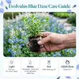 3 Evolvulus Blue Daze Live Plant, Starter Plant, 4-6 Inch Tall