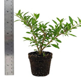 Red Goji Berry Live Plant, Starter Plant, 5-7 Inch Tall