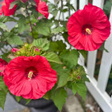 Set 3 Large Red Hardy Hibiscus Live Plant, Red Hibiscus Plant, 4–6" Tall