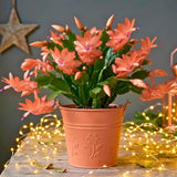 Rare Holiday Cactus Live Plant, Houseplant, 5-9 Inch Tall