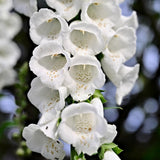2 White Foxglove Plants Live, 2-6 Inch Tall, 3 Inch Pot