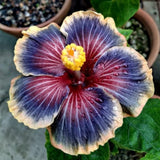 Red Black Yellow Hibiscus Plant 5-7" Tall