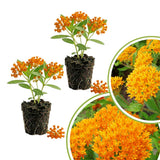 2 Orange Milkweed Live Plants, Asclepias Tuberosa, 4-6 Inch Tall