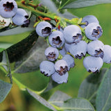 2 Misty Blueberry Plant Live, Blueberry Bushes Plant, 4-7 Inch Tall