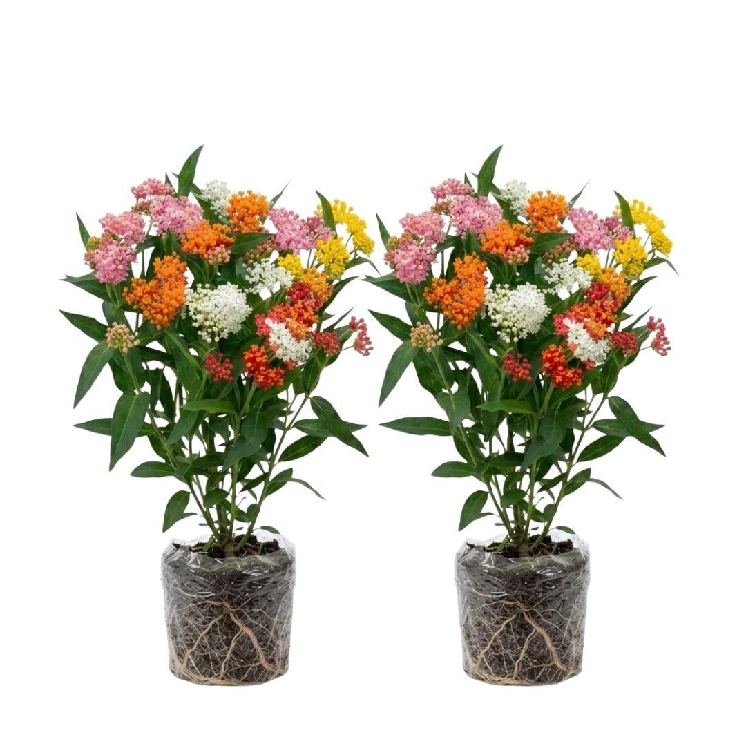 2 Mix Milkweed Live Plants, Asclepias Tuberosa Plant 4–6" Tall