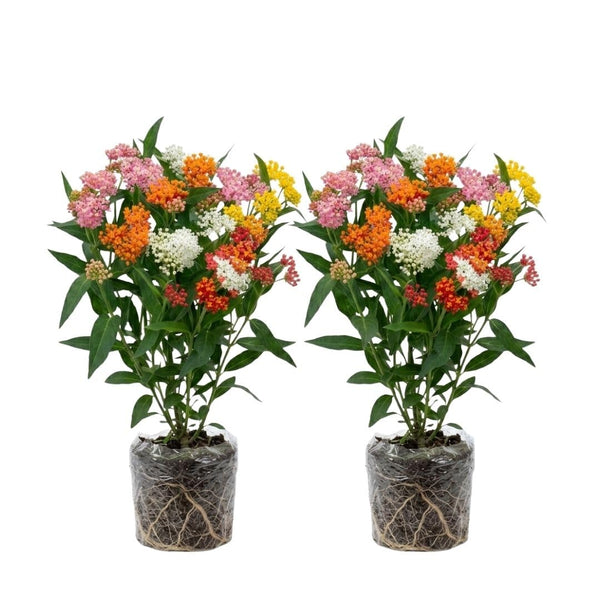 2 Mix Milkweed Live Plants, Asclepias Tuberosa Plant 4–6" Tall