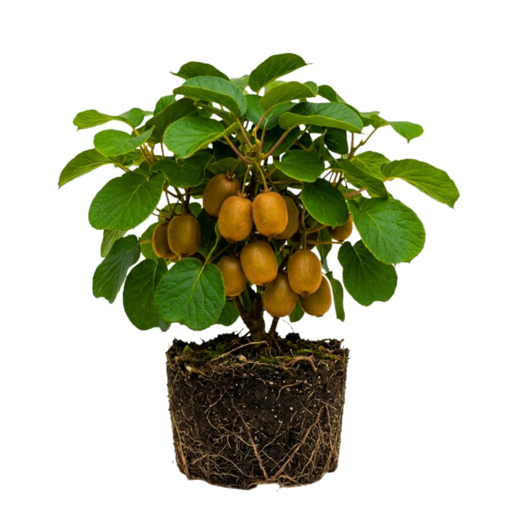 Hardy Kiwi Live Plant, Berry Vine Plant, 4-6 Inch Tall