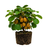 Hardy Kiwi Live Plant, Berry Vine Plant, 4-6 Inch Tall